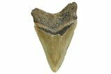 Fossil Megalodon Tooth - North Carolina #374060-1